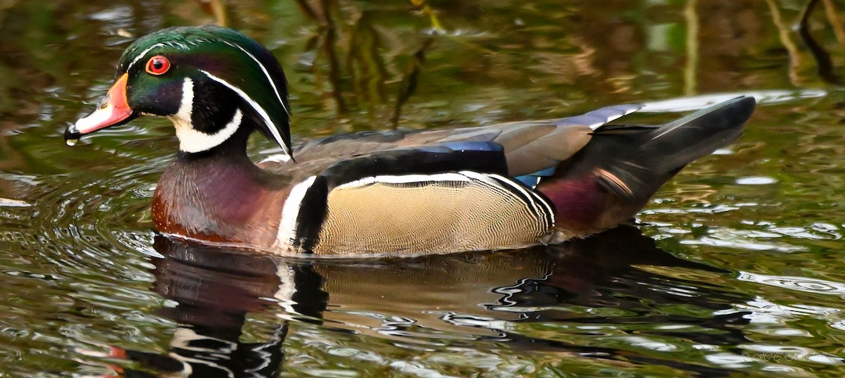 Wood Duck - ML523854791
