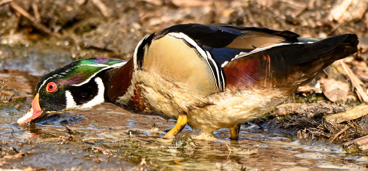 Wood Duck - ML523854801