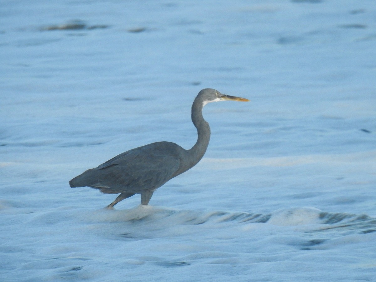 Western Reef-Heron - ML523854821