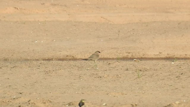 Small Pratincole - ML523854871