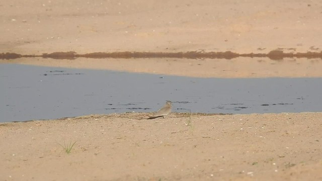 Small Pratincole - ML523854881