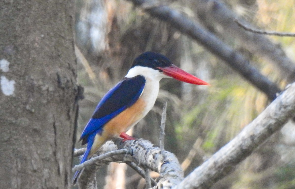 Хар магнайт халуу - ML523855131