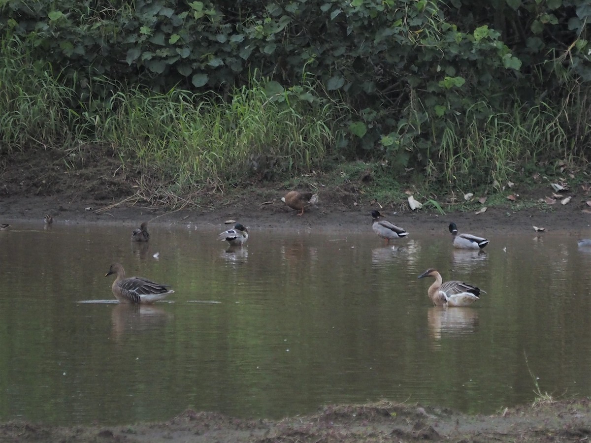 Taiga Bean-Goose - ML523855251