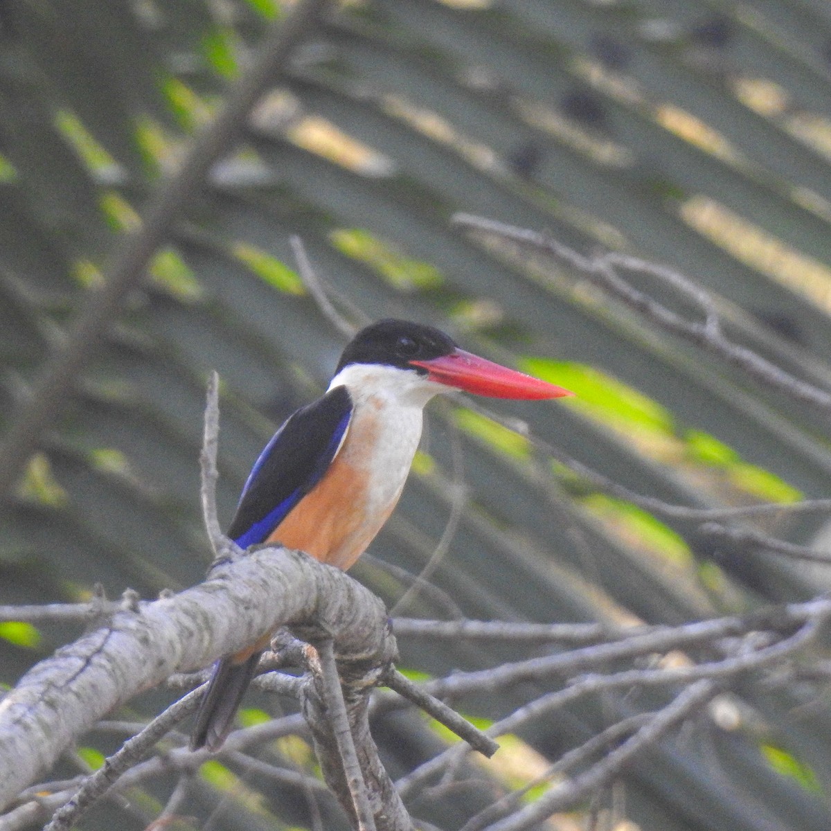 Хар магнайт халуу - ML523855361