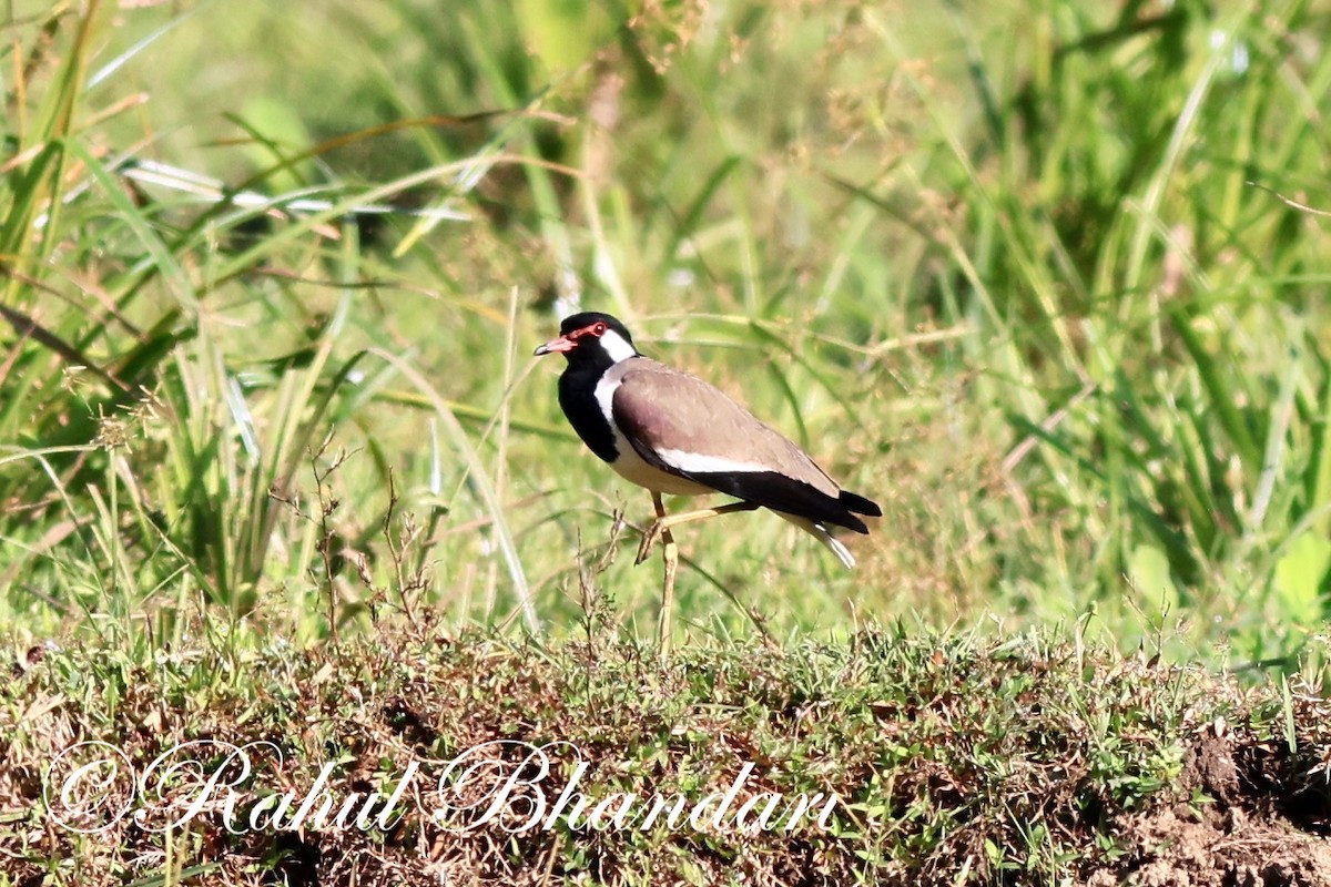 Red-wattled Lapwing - ML523861361