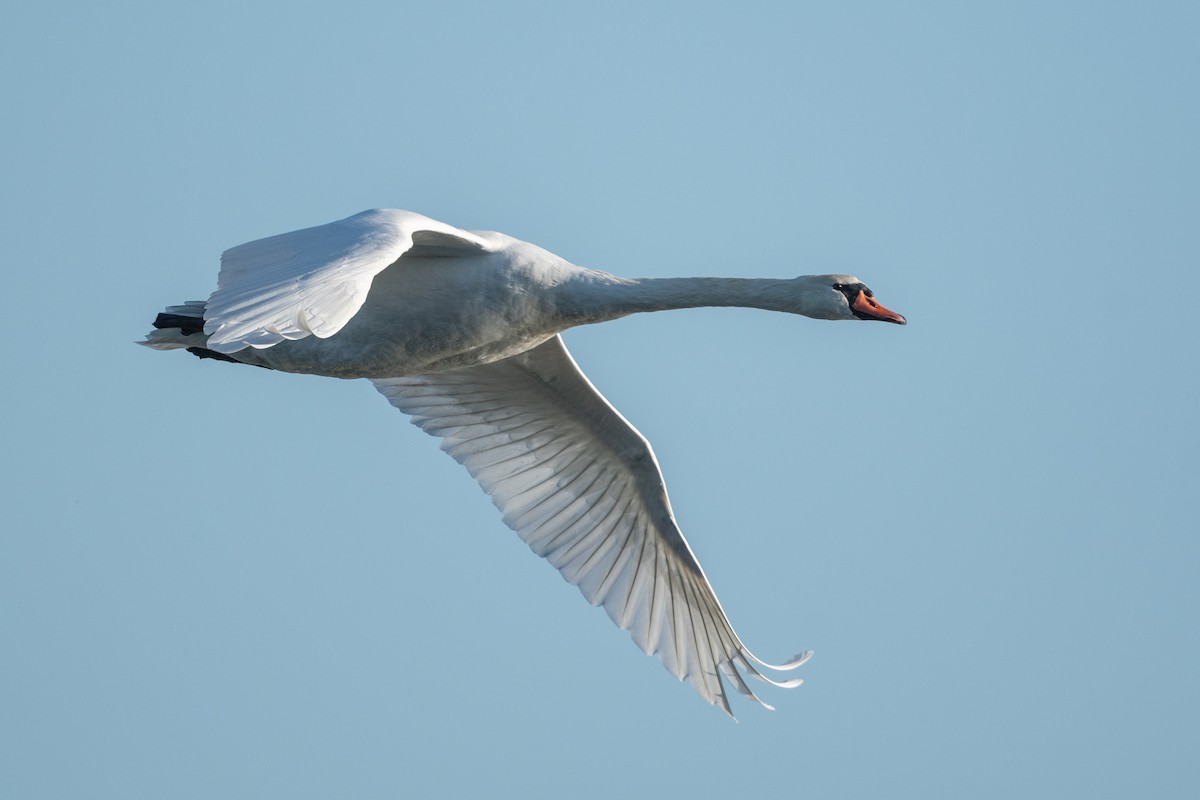 Cygne tuberculé - ML523861611