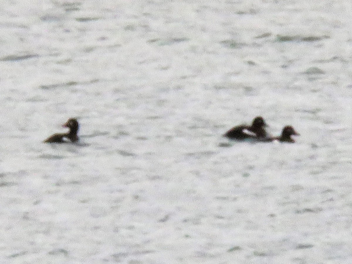 Velvet Scoter - Carmelo de Dios