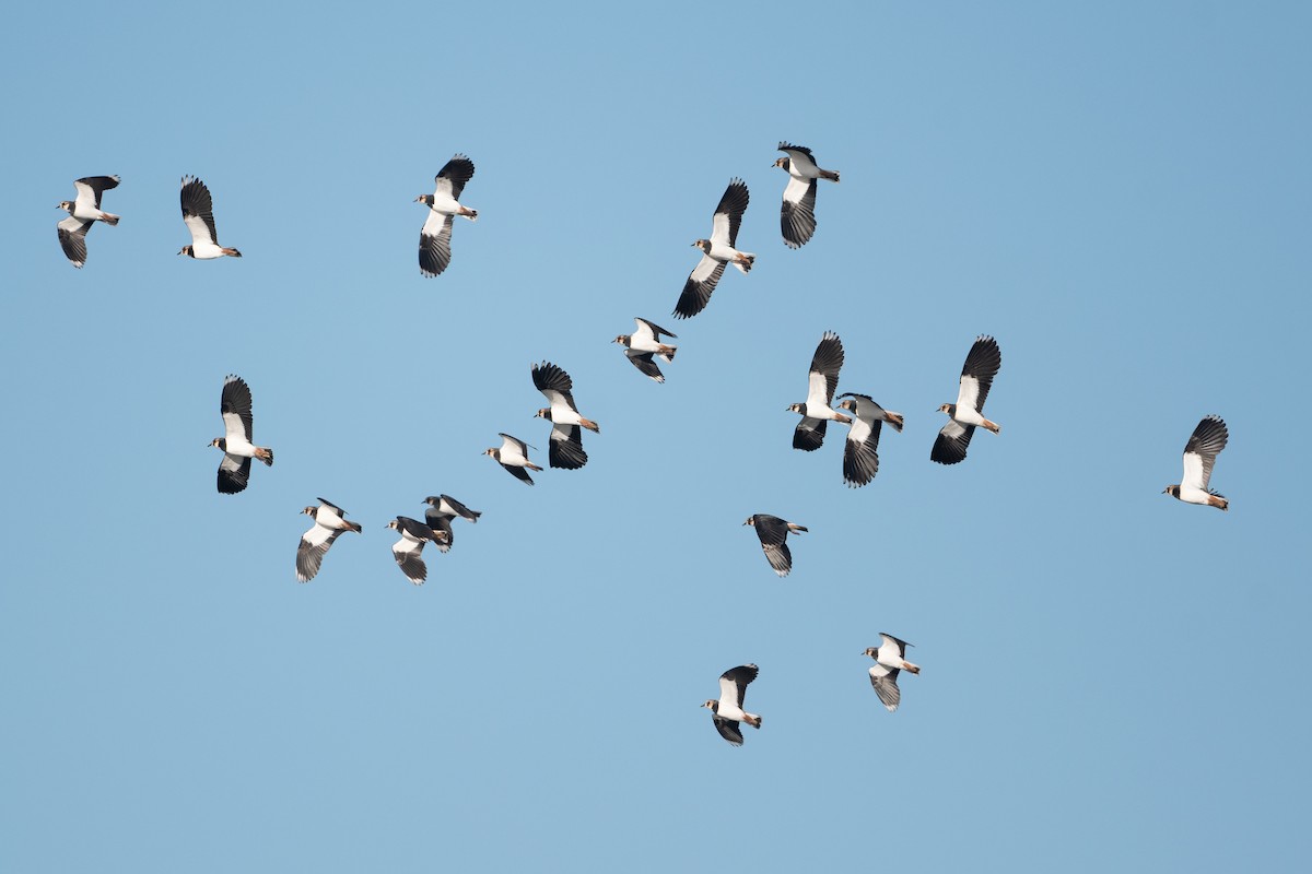 Northern Lapwing - ML523861821