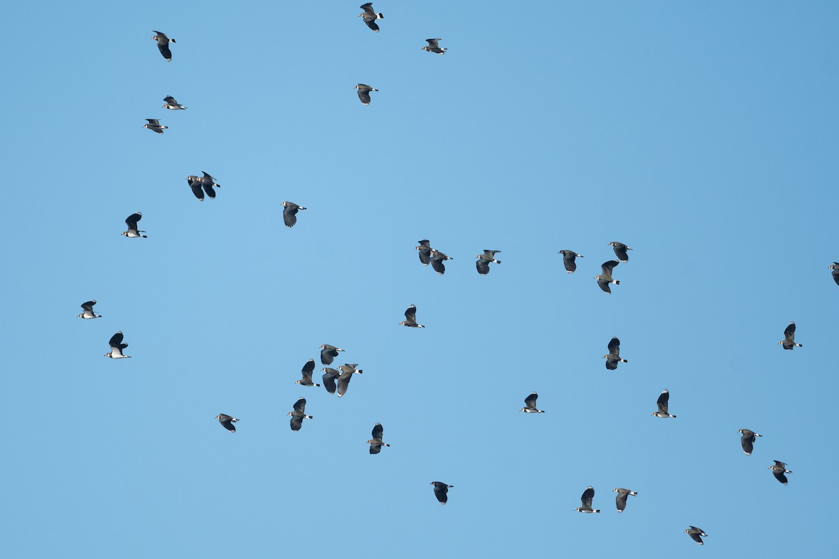 Northern Lapwing - David Turgeon