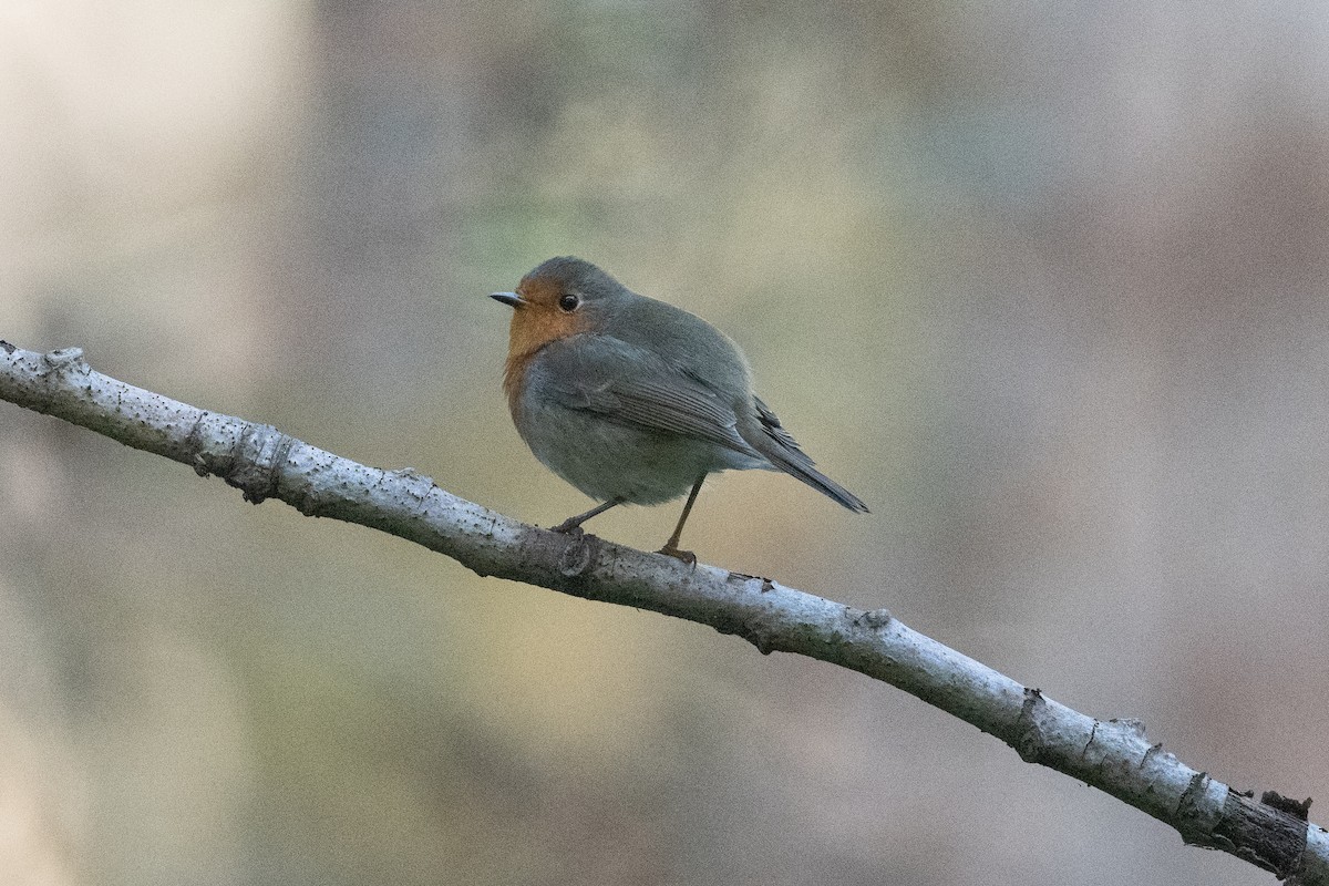 European Robin - ML523861891