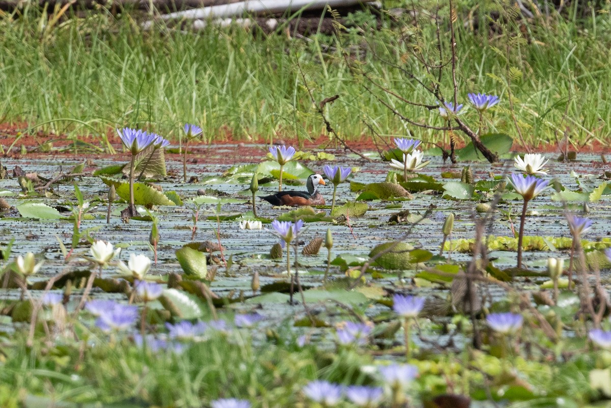 African Pygmy-Goose - ML523862231