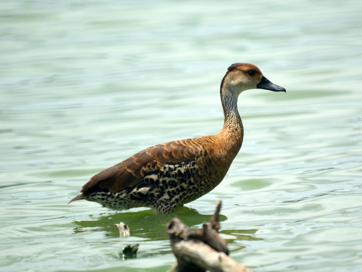 West Indian Whistling-Duck - ML523862341