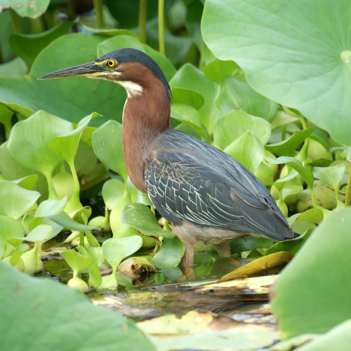 Green Heron - ML523862391