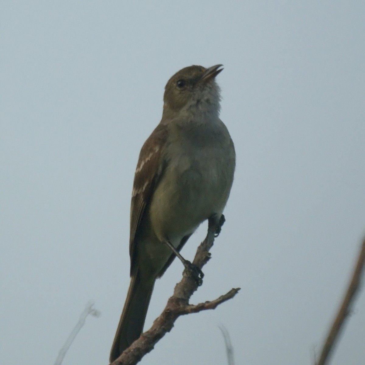 Caribbean Elaenia - ML523862471