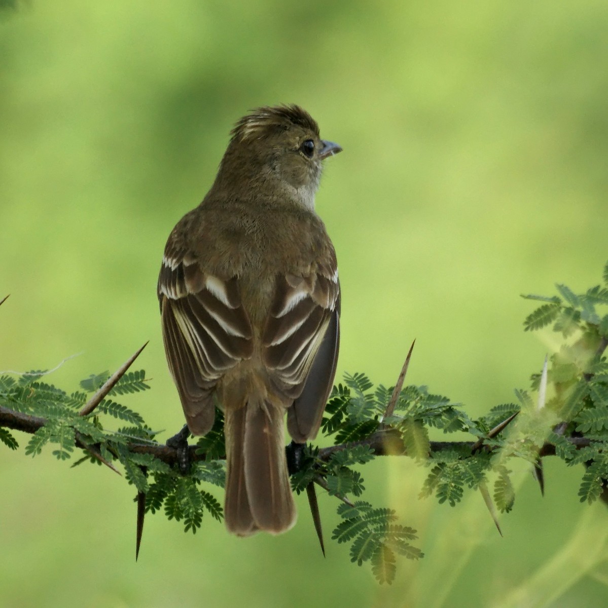 Caribbean Elaenia - ML523862481