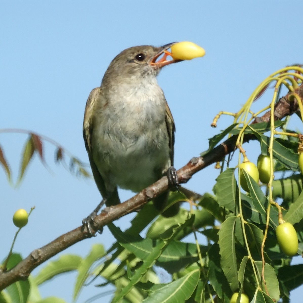 Caribbean Elaenia - ML523862491