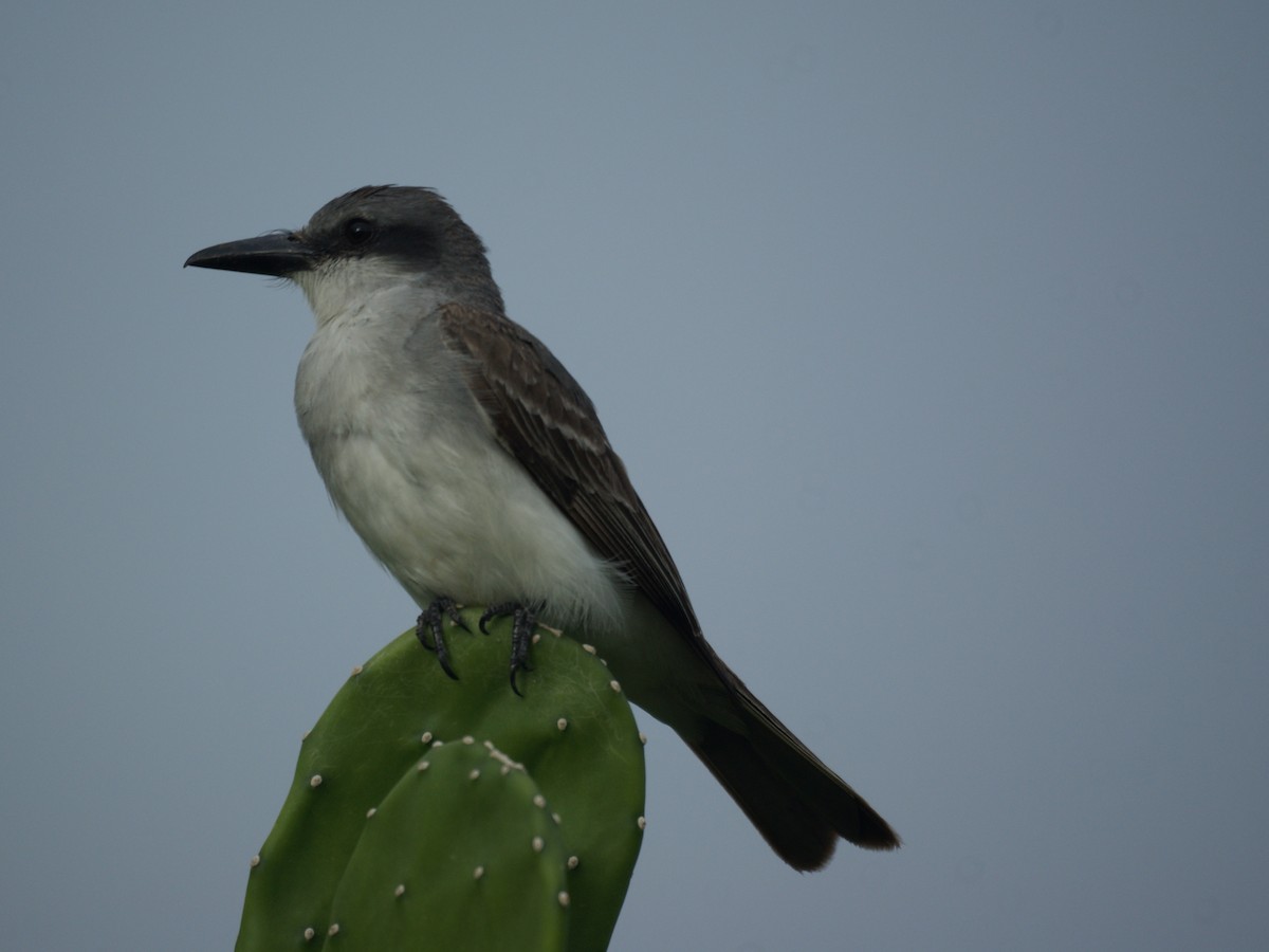 Gray Kingbird - ML523862581