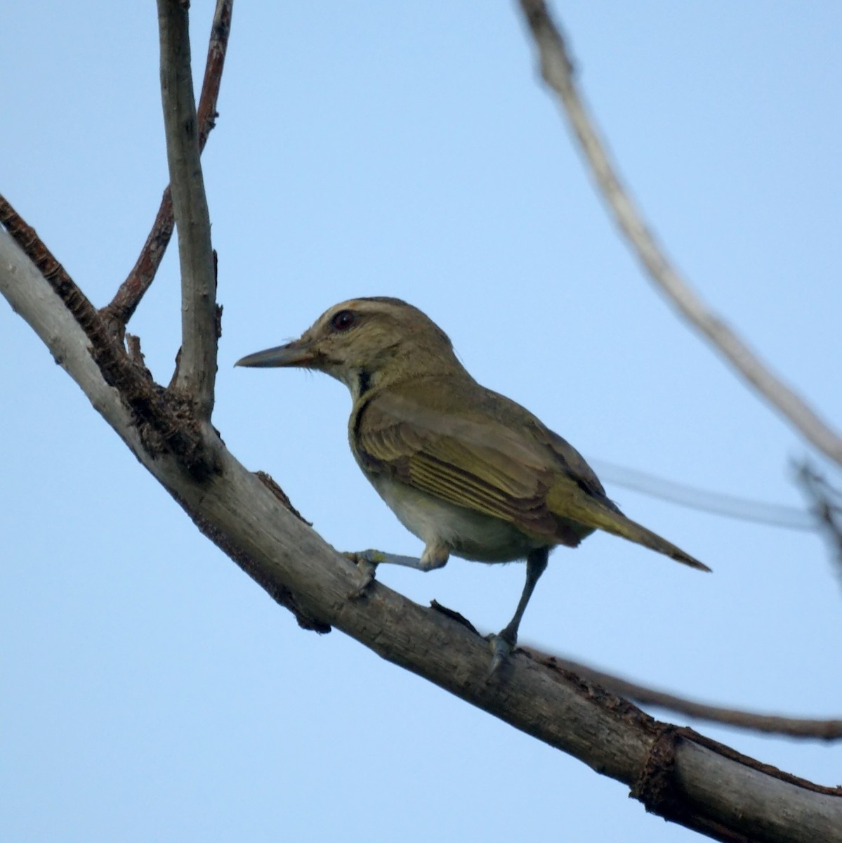 Black-whiskered Vireo - ML523862641