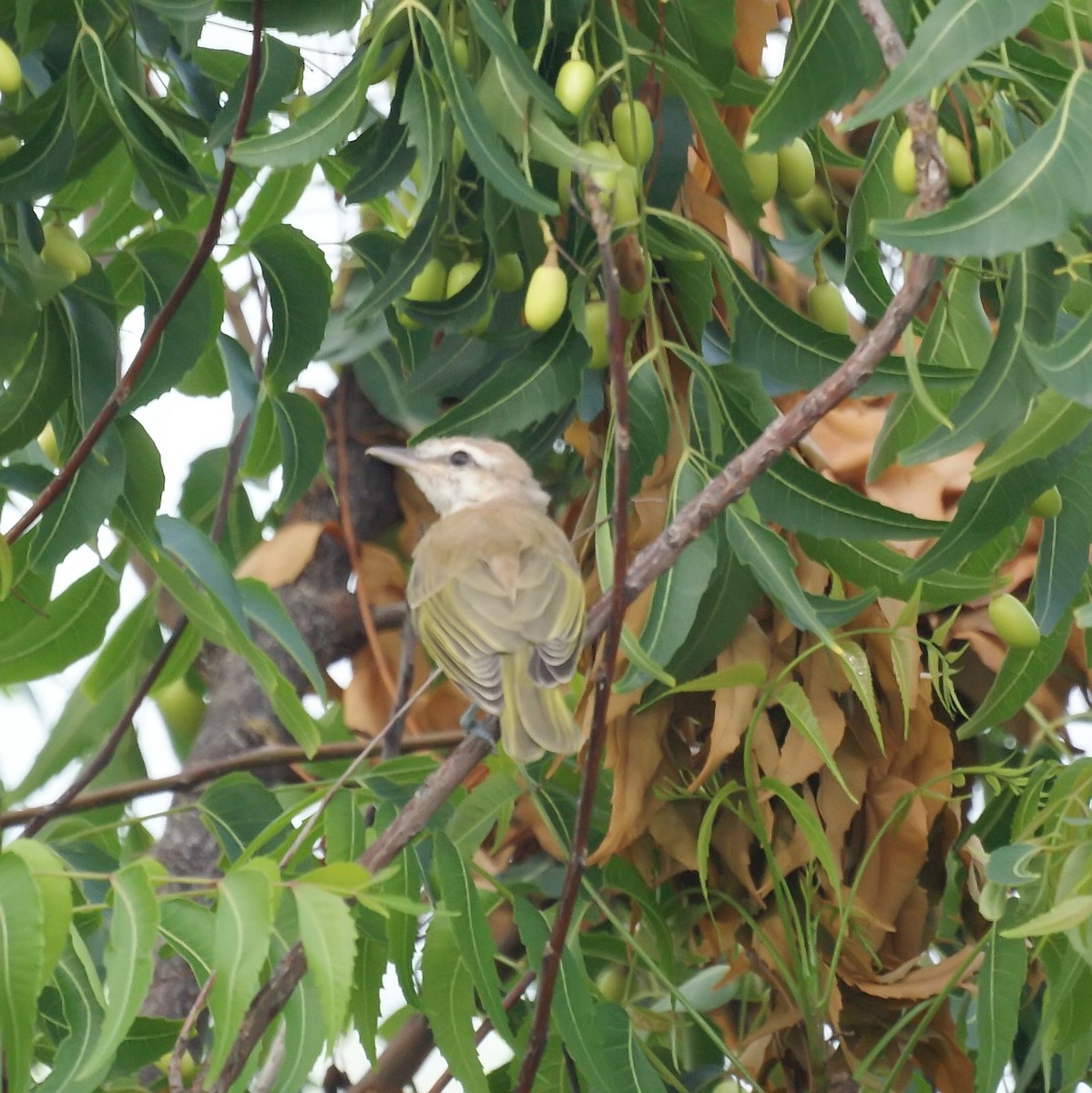 Black-whiskered Vireo - ML523862661