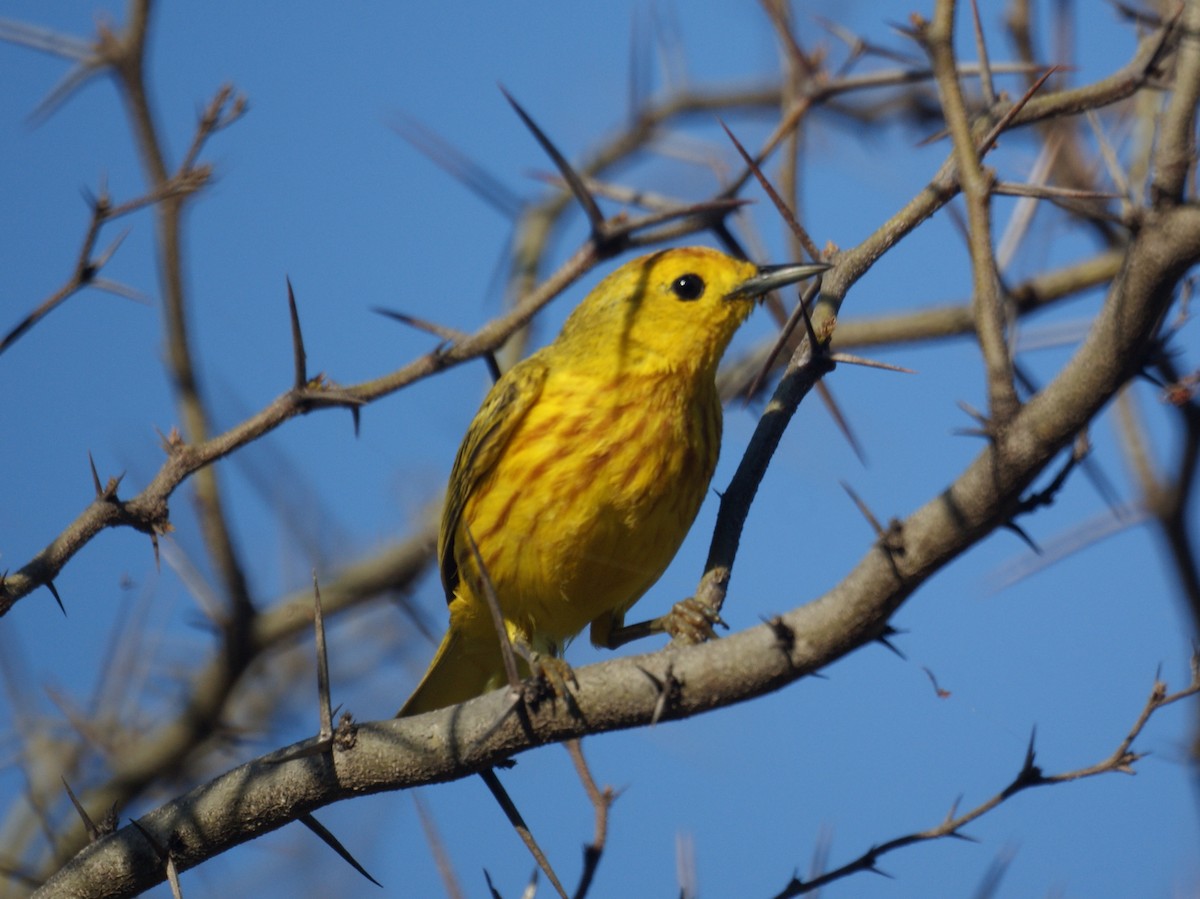 Yellow Warbler - ML523862691