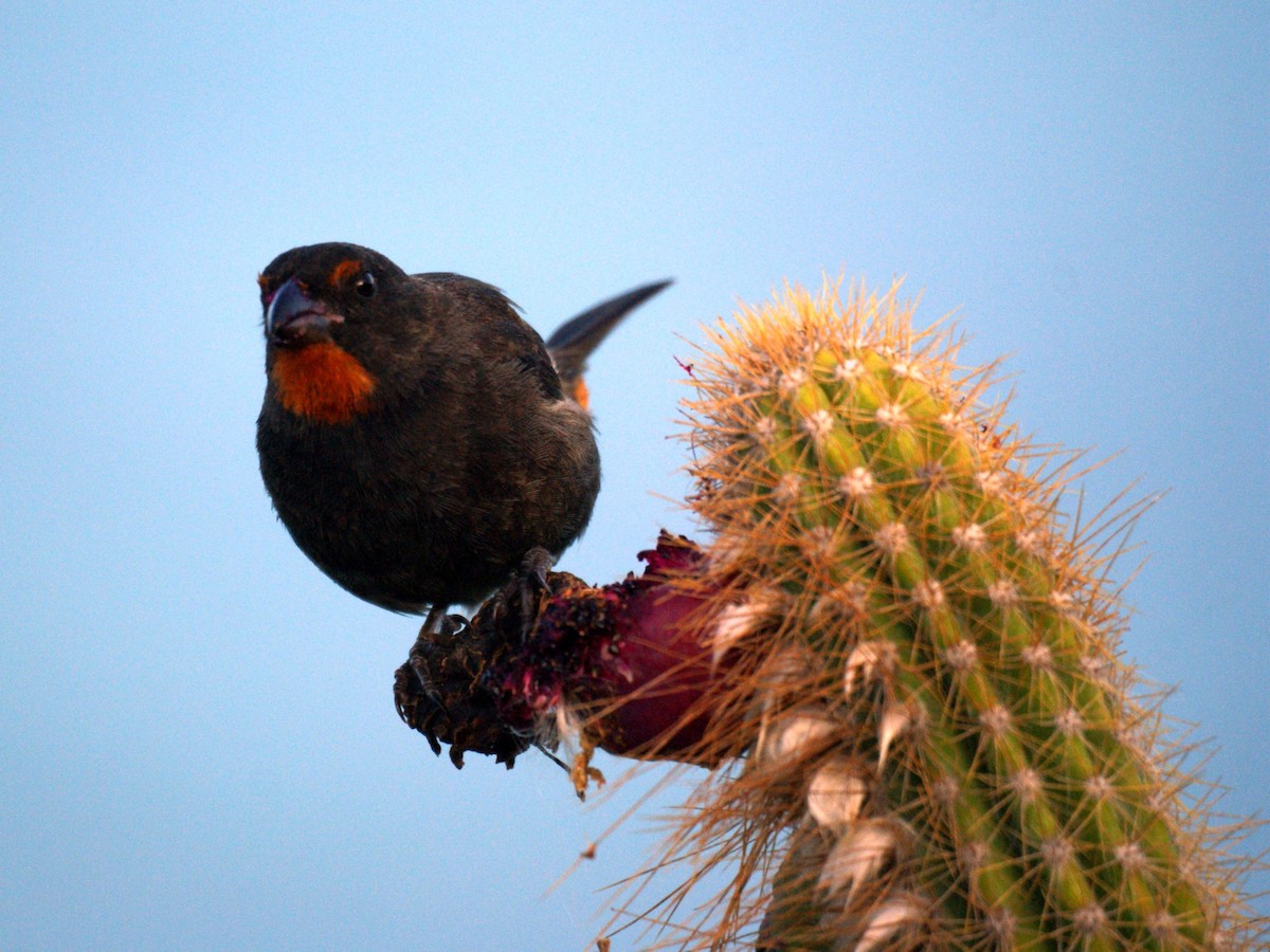 Lesser Antillean Bullfinch - ML523862751