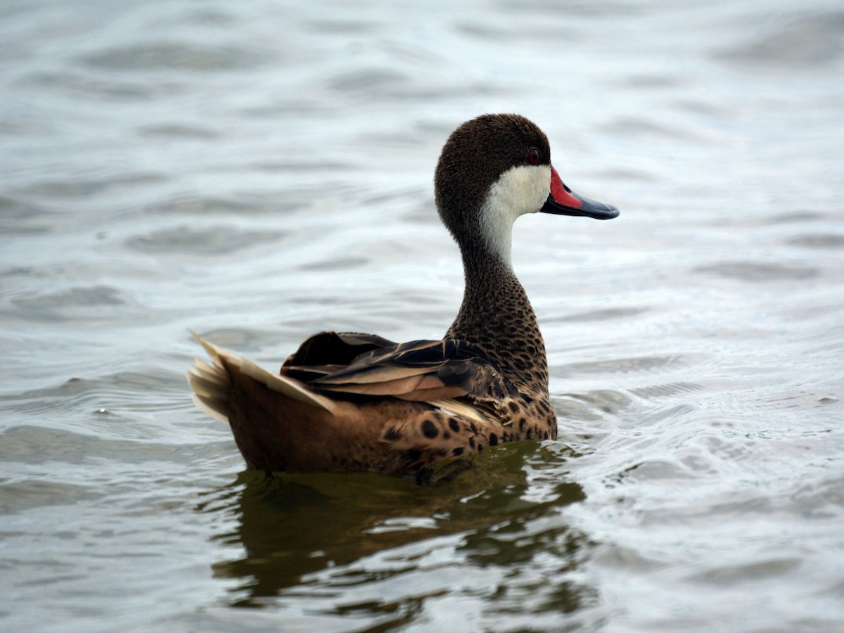 White-cheeked Pintail - ML523863221