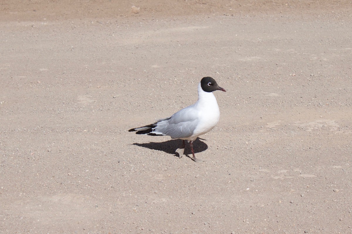 Andean Gull - ML523863761