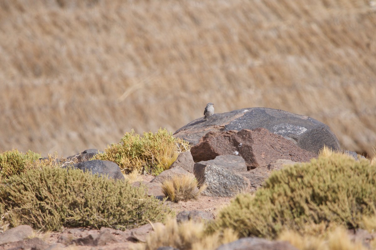 Ash-breasted Sierra Finch - ML523863871