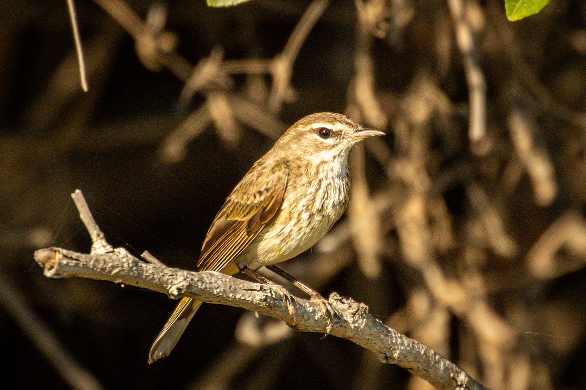 Palm Warbler - Michael Warner