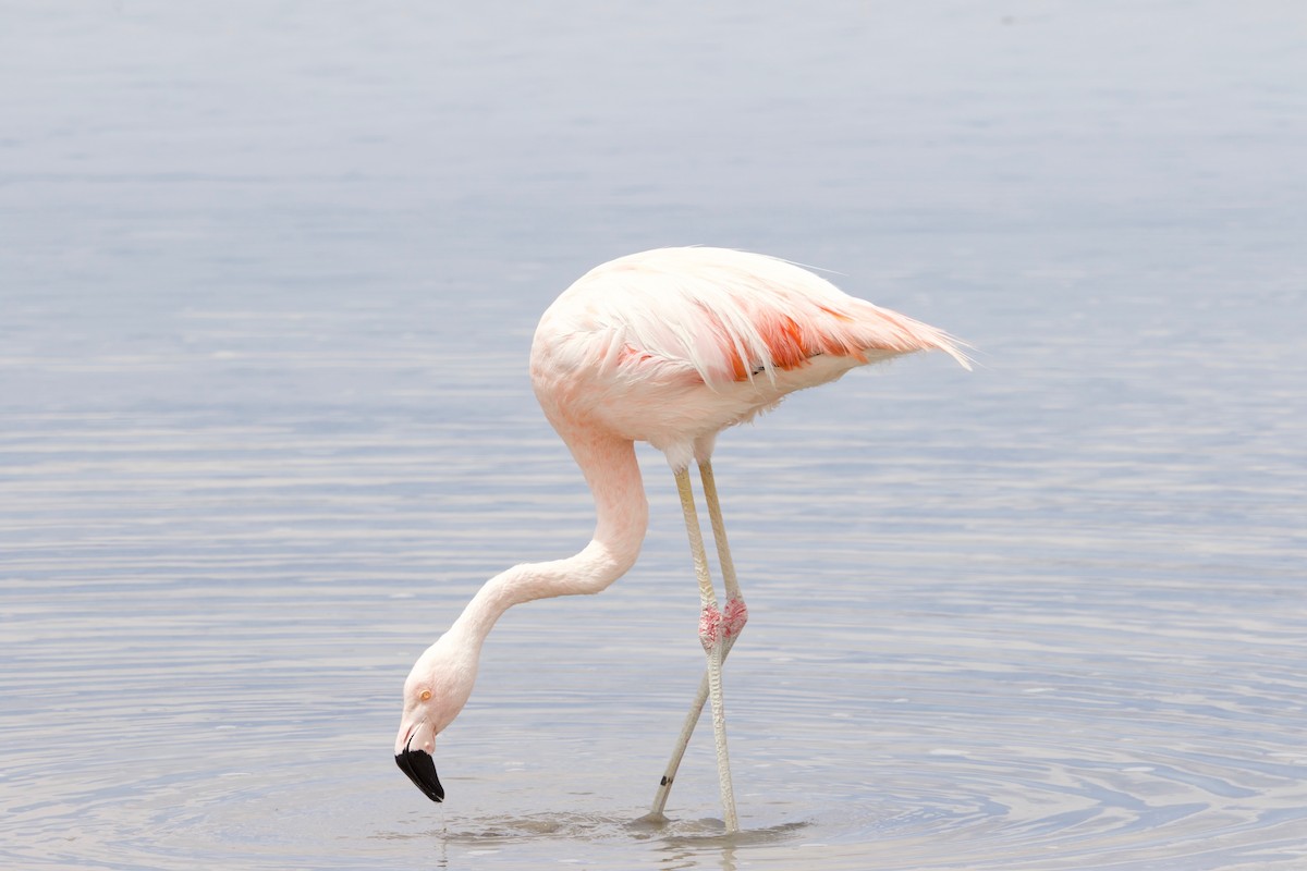 Chilean Flamingo - Gabriel Leite
