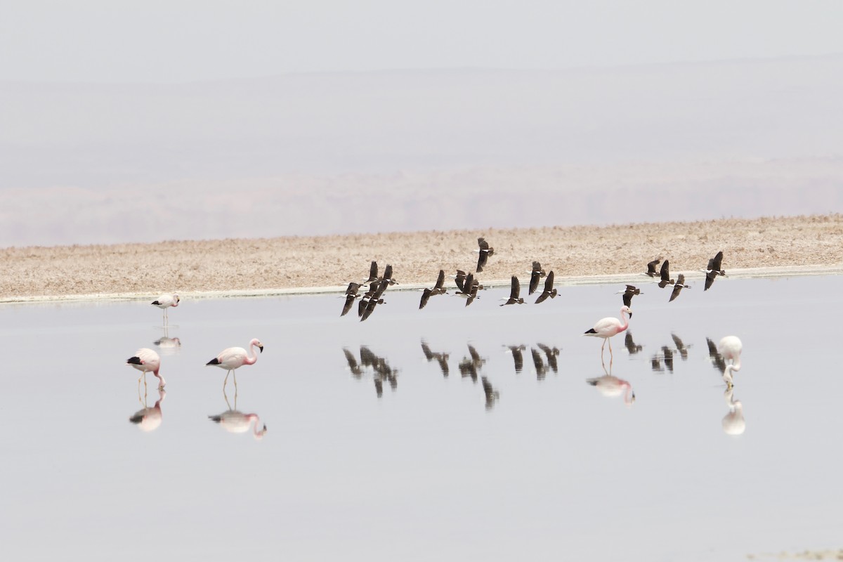 Andean Avocet - ML523864501