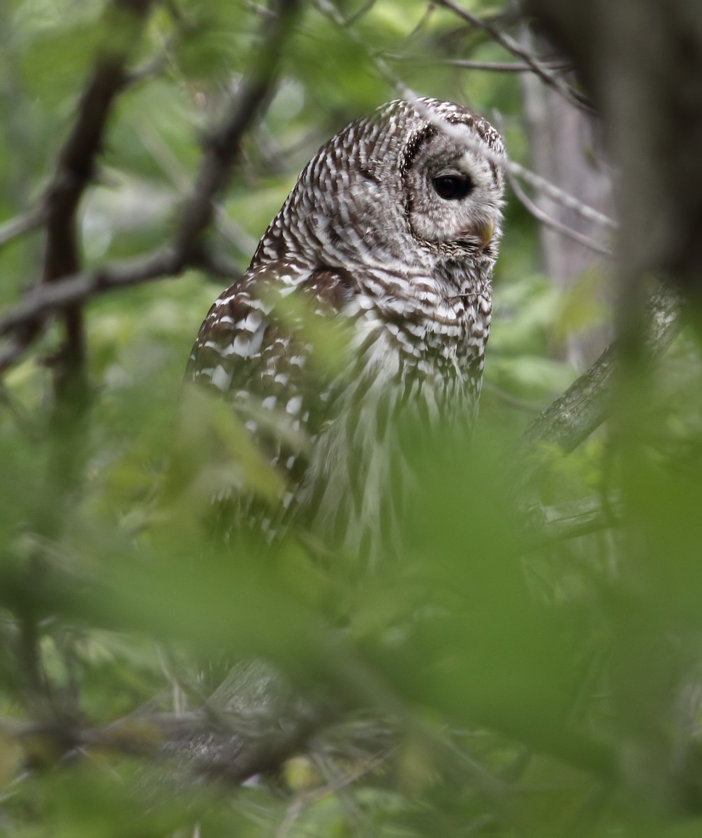 Barred Owl - ML523865211