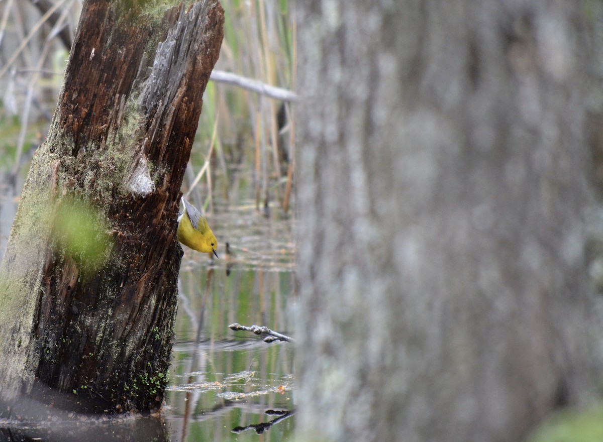 Prothonotary Warbler - ML523865431