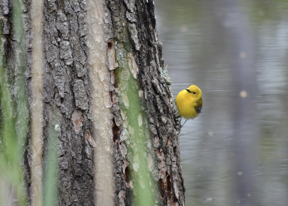 Prothonotary Warbler - ML523865441