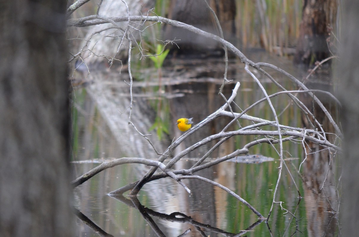 Prothonotary Warbler - ML523865451
