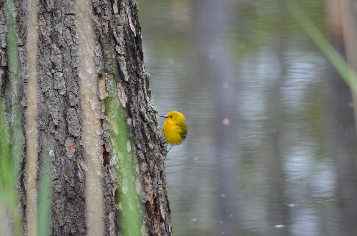Prothonotary Warbler - ML523865461