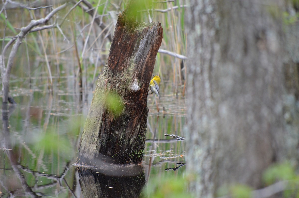 Prothonotary Warbler - ML523865471