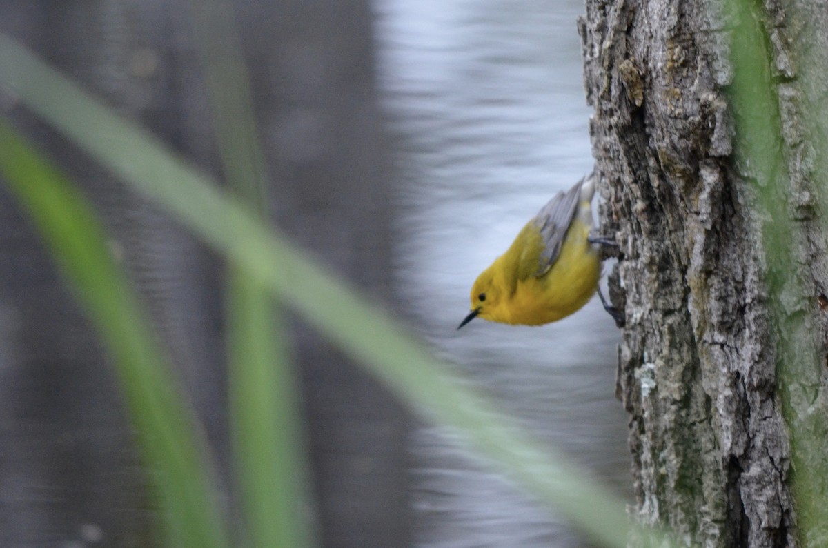 Prothonotary Warbler - ML523865661