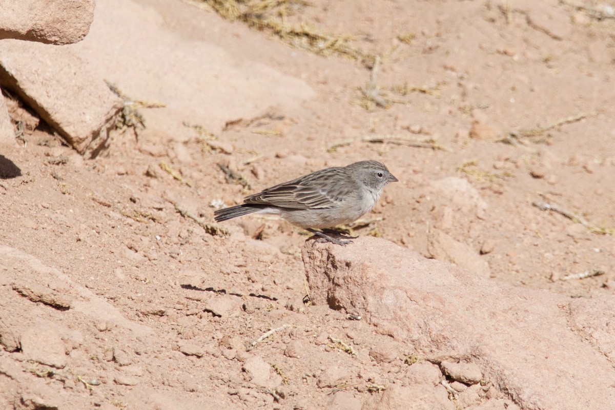 Ash-breasted Sierra Finch - ML523865851