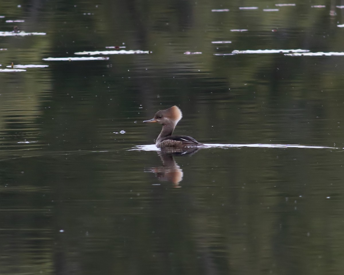Hooded Merganser - ML523867281