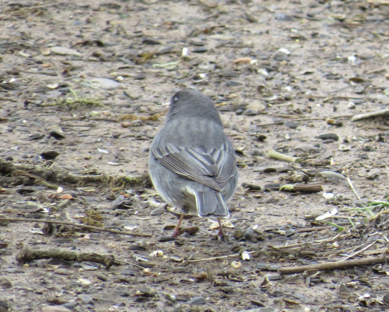 Dark-eyed Junco (cismontanus) - Jeff Harding