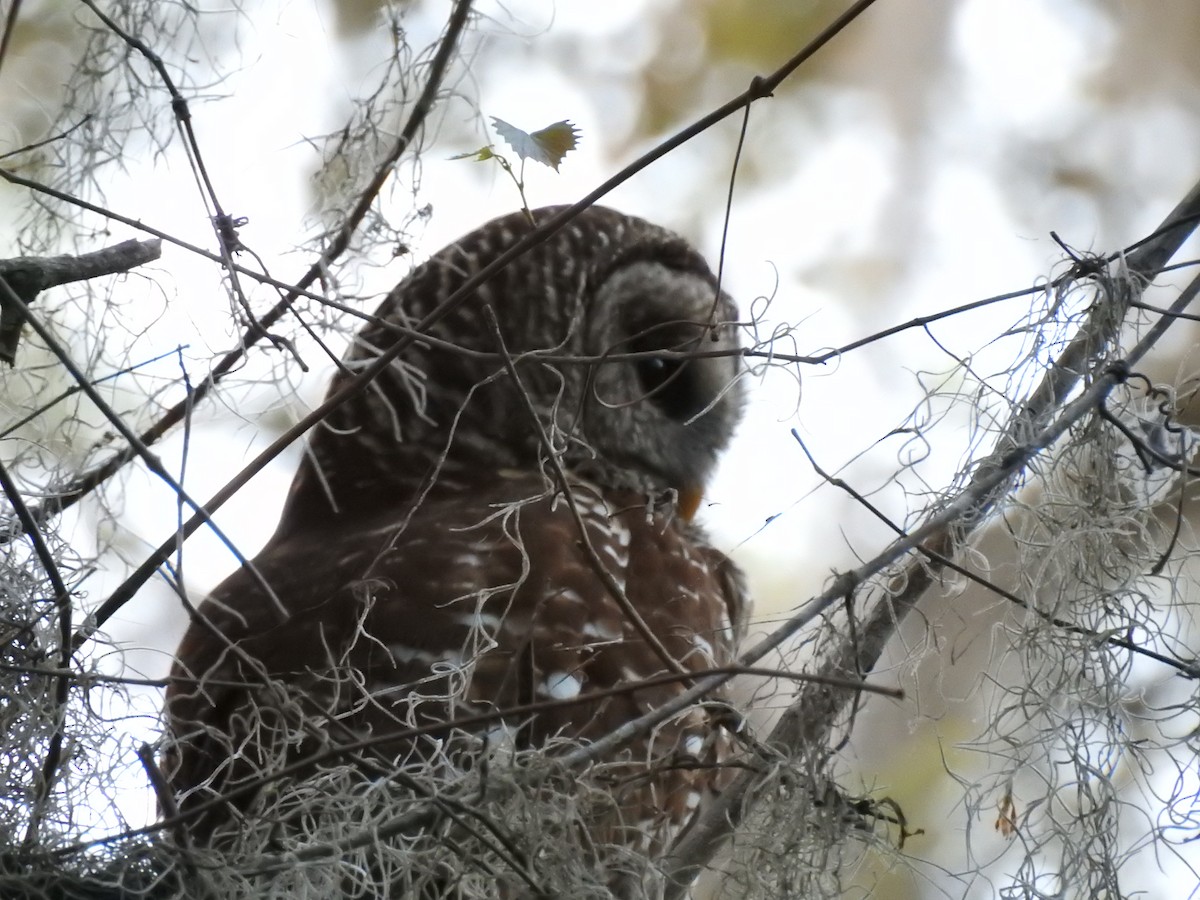 Barred Owl - ML52386781