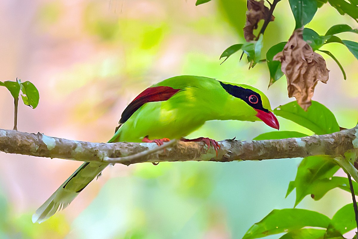 Common Green-Magpie - ML523868961