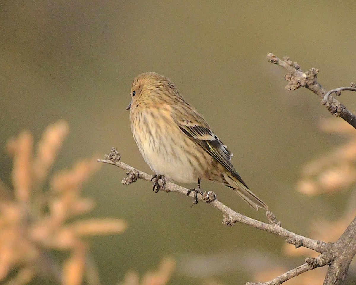 Pine Siskin - ML523869181