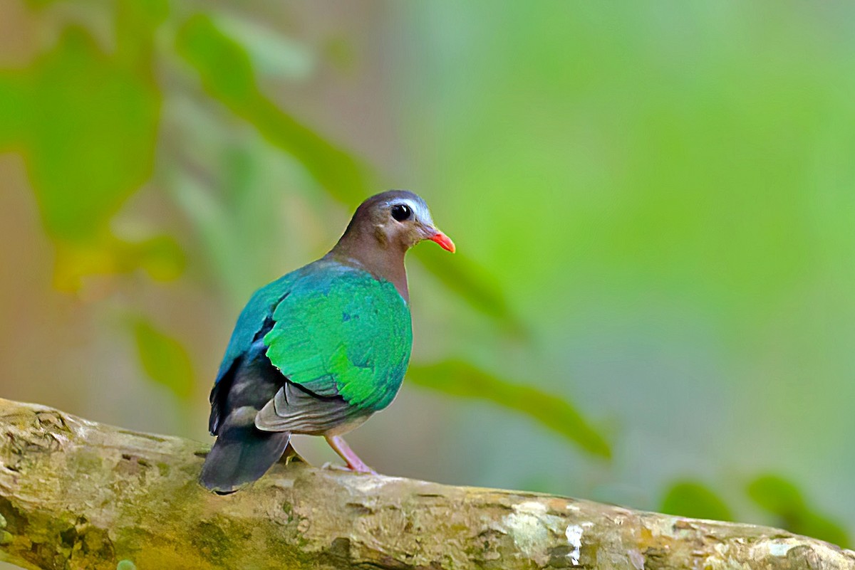 Asian Emerald Dove - ML523869641