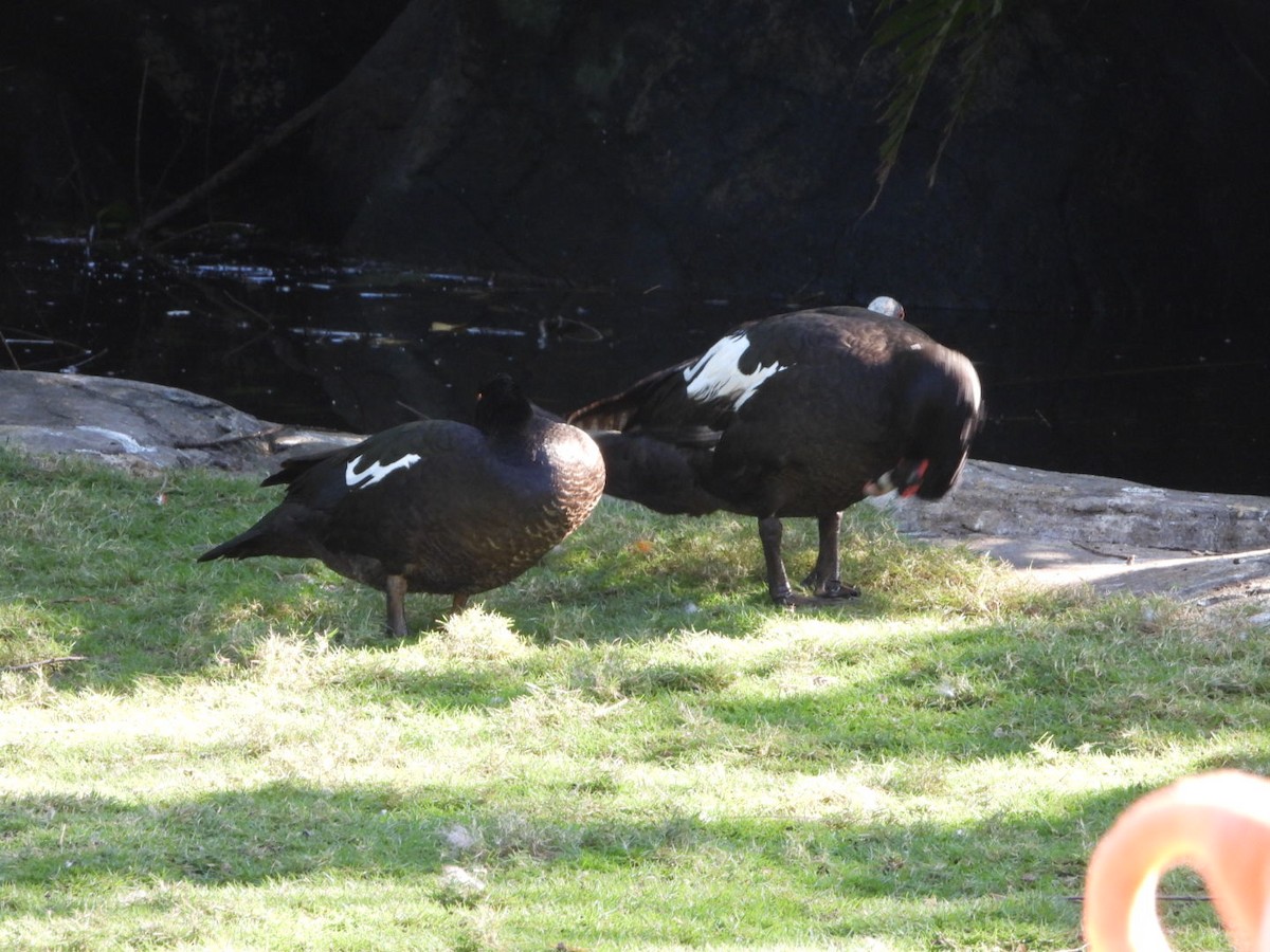 Muscovy Duck - ML523870971