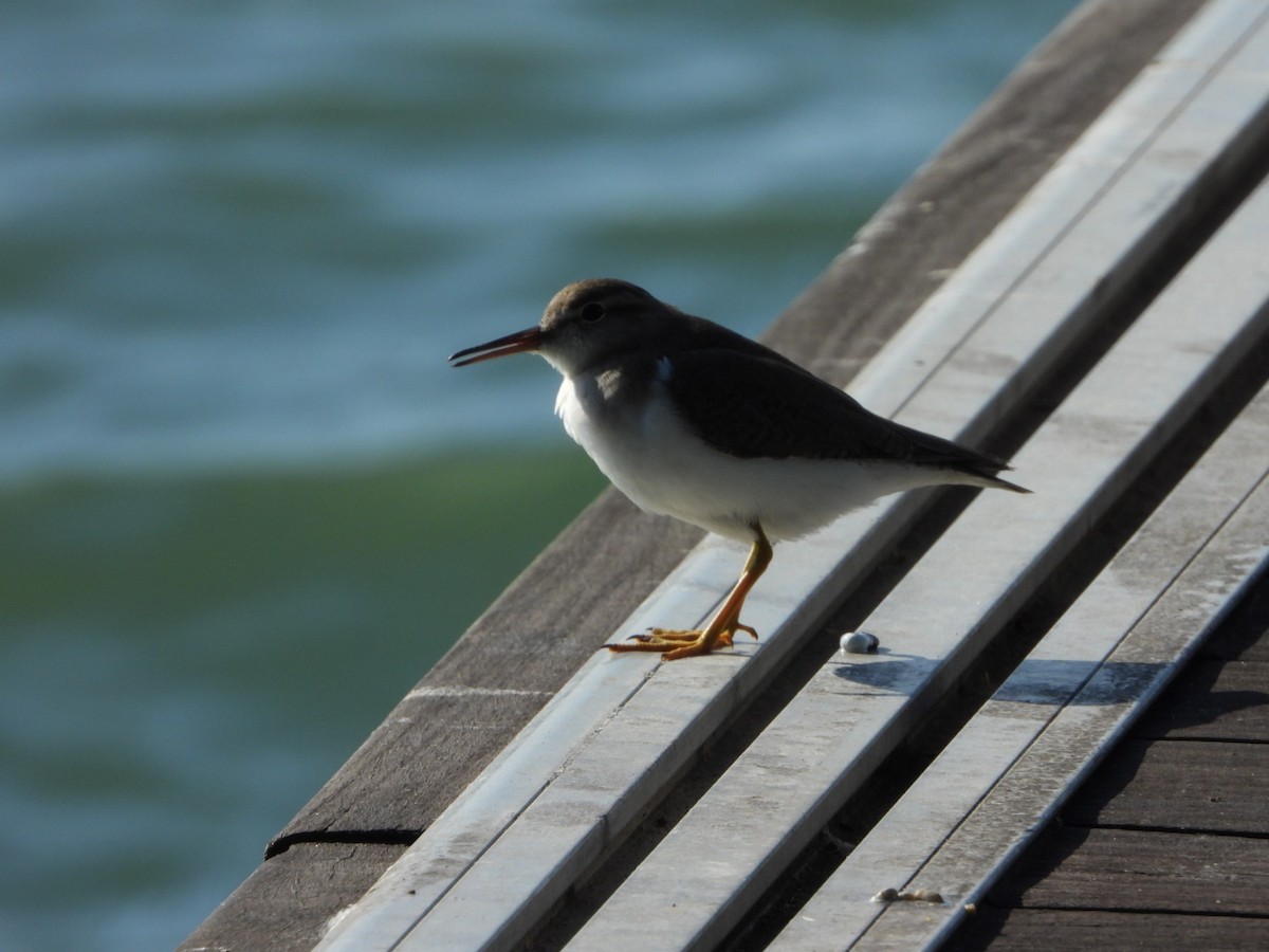 Spotted Sandpiper - ML523871091