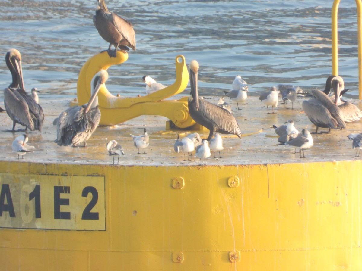 Brown Pelican - ML523871991