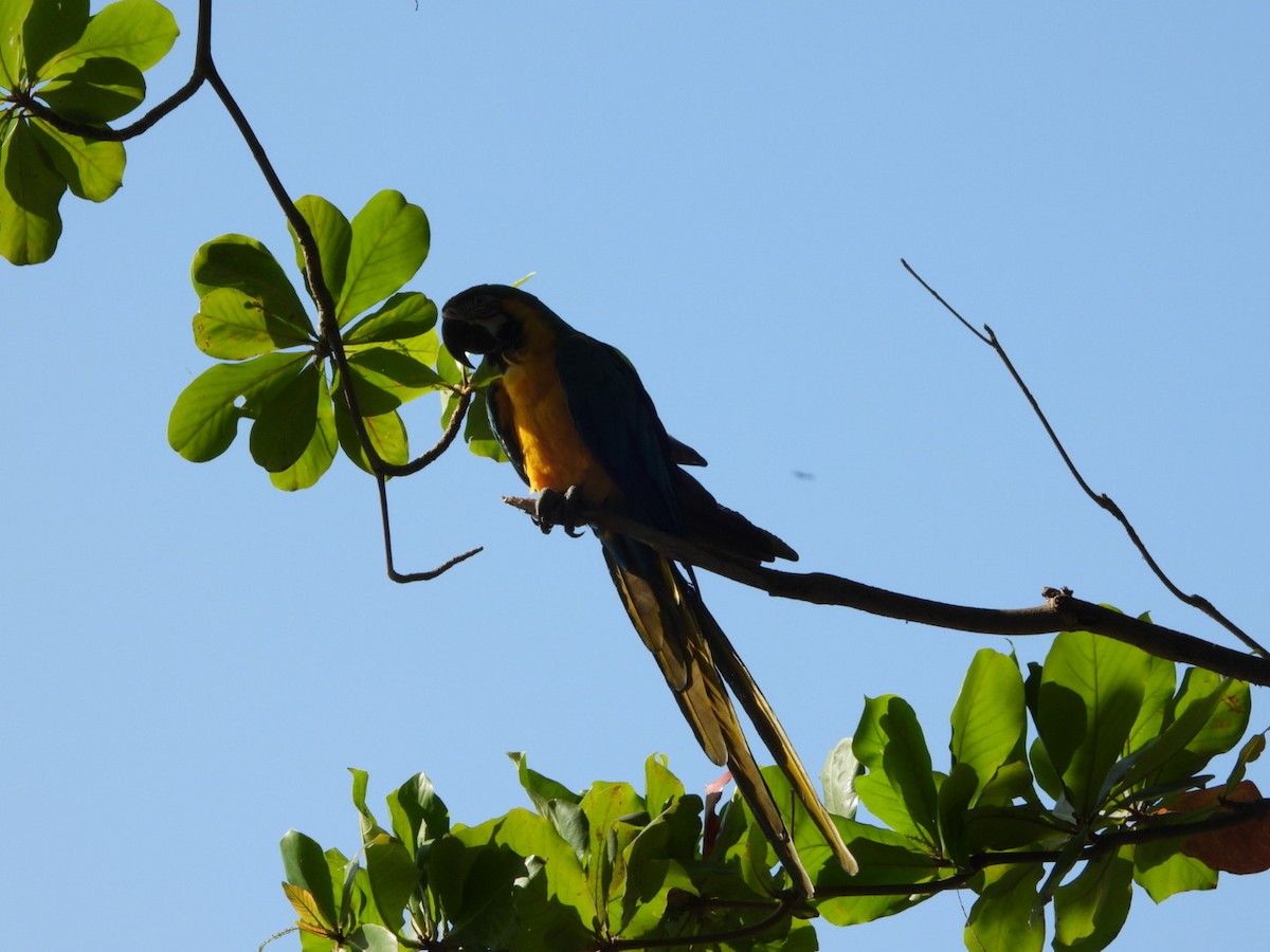 Blue-and-yellow Macaw - ML523872161