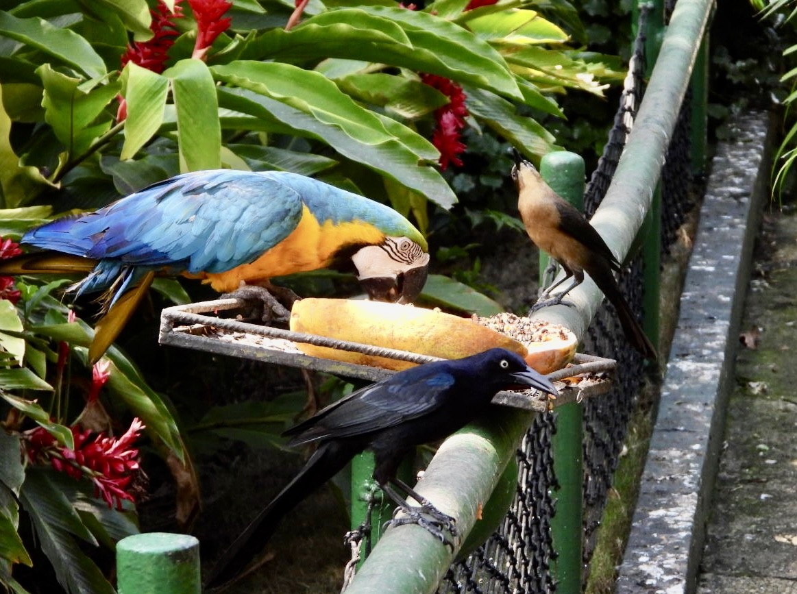 Blue-and-yellow Macaw - ML523872181